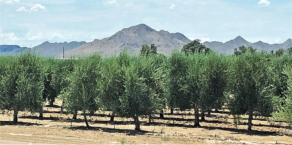 The olive grove at Queen Creek Olive Mill
