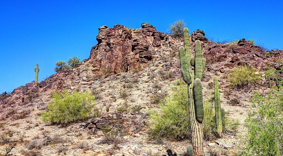 Desert scenery along South Mountain's trails