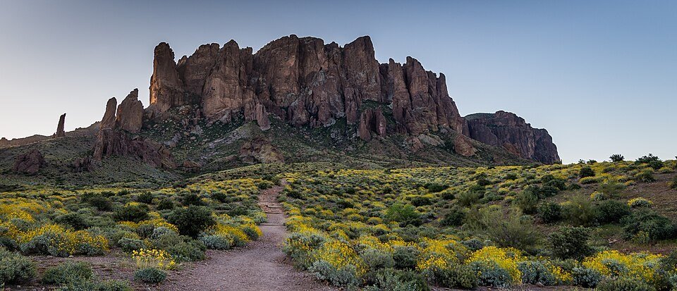 Spring wildflowers at nearby Lost Dutchman State Park