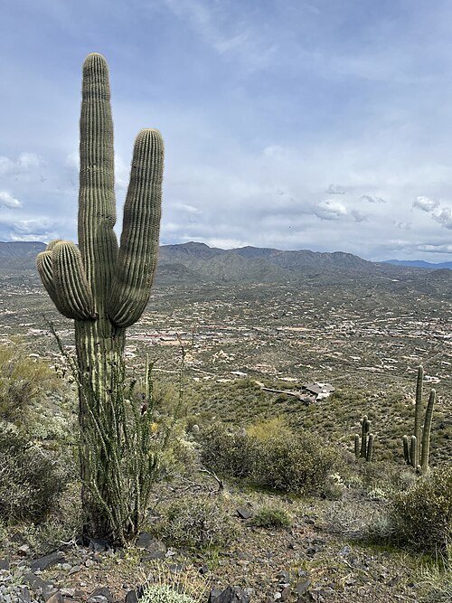Saguaros and Valley views on Black Mountain Trail