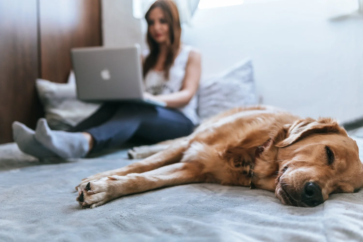Woman using laptop on bed with sleeping golden retriever